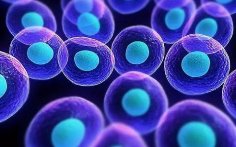 科学家使用基因测序技术揭示干细胞特性