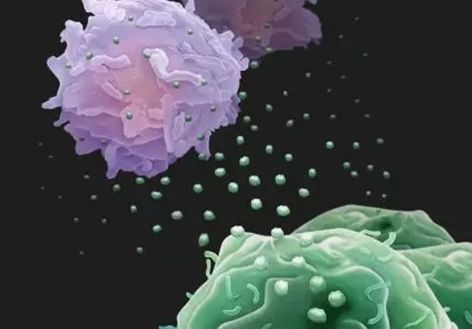 基于CRISPR的筛查确定了肿瘤介导的免疫逃避的关键参与者