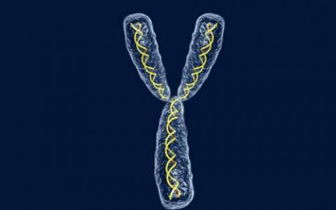 稳定染色体末端可以治疗与年龄有关的疾病