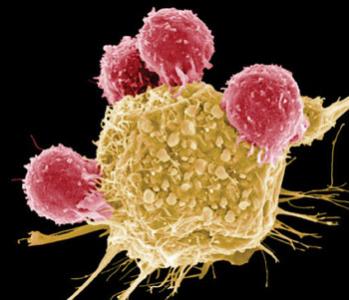 聚合物包覆的金纳米球不会损害人B淋巴细胞的先天免疫功能