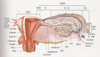 物质与乳腺癌之间的关系却一直未能被证实