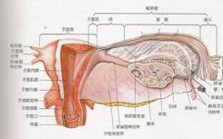 物质与乳腺癌之间的关系却一直未能被证实