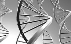 DNA条形码涉及仅使用一小段DNA来识别未知物种