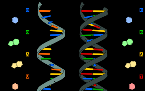 最大容量的估计预测一克单链DNA可以存储多达一个exabyte的数据