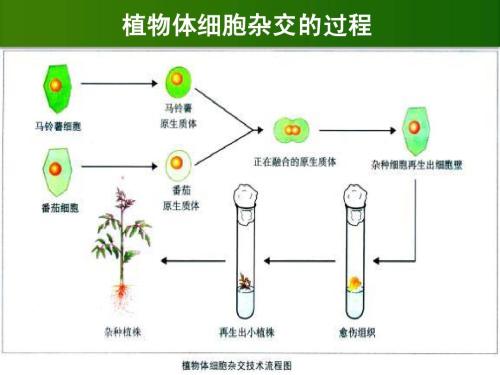 发育中的脊椎动物的性腺中的体细胞为生殖细胞提供激素等提示