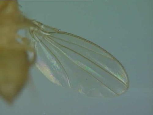 发育中果蝇翅膀的静脉模式的变化幅度不会超过单个细胞的宽度