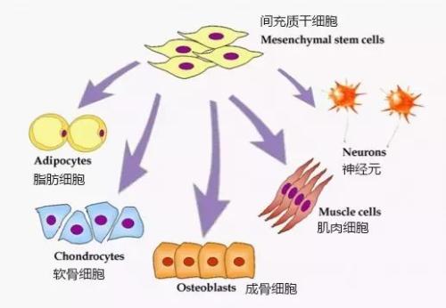 研究人员在干细胞分化时跟踪DNA修饰和基因表达