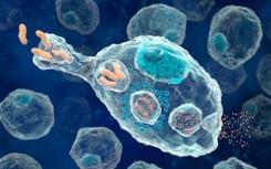 乳腺癌相关基因可能在神经干细胞中发挥保护作用
