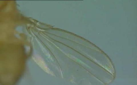 发育中果蝇翅膀的静脉模式的变化幅度不会超过单个细胞的宽度