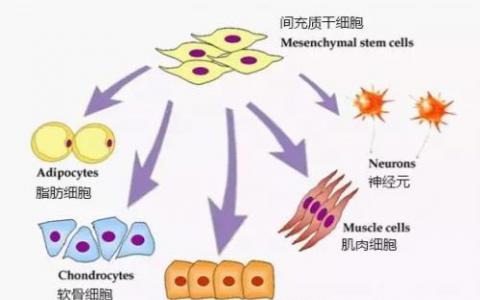 研究人员在干细胞分化时跟踪DNA修饰和基因表达