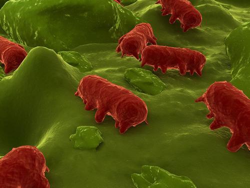 美国最后一种抗生素对沙门氏菌有抗药性