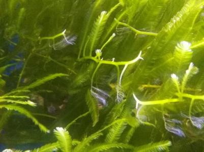 科学家们发现了世界上最大的海藻绽放