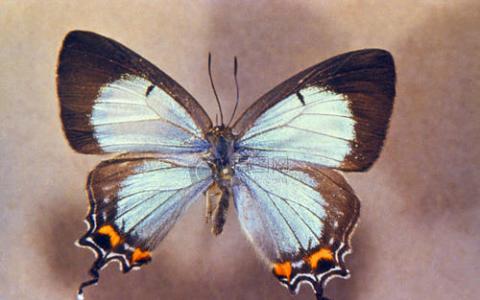 数十年的蝴蝶研究显示了衰落的常见种类