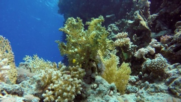 新研究发现珊瑚旁边存在着不同的微生物