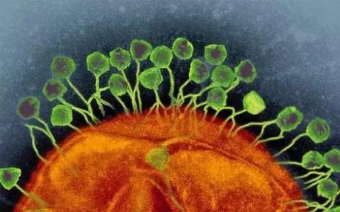 噬菌体疗法治疗患有耐药性细菌感染的患者