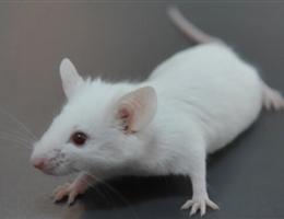 科学家可能已经发现小鼠肠易激综合症
