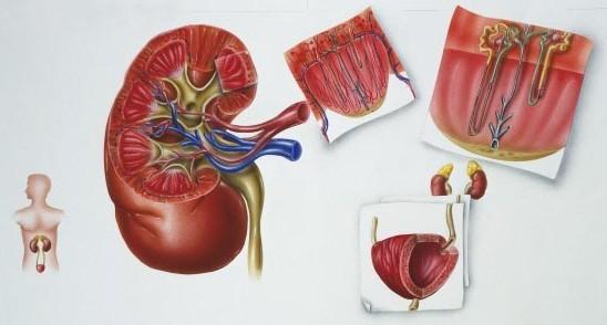 科学家们开发探针以及早发现急性肾衰竭 