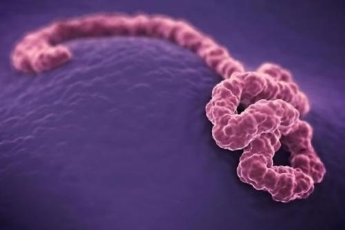 稀有抗体向科学家展示了如何中和多种类型的埃博拉病毒