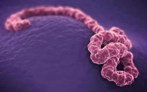 稀有抗体向科学家展示了如何中和多种类型的埃博拉病毒