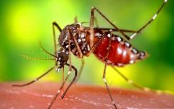 转基因蚊子可能是遏制疾病传播的最佳武器
