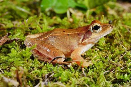一个国际研究团队已经确定并描述了两种新的蛙类