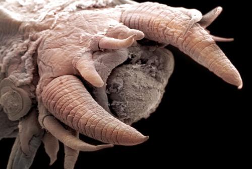 蠕虫中发现的基因控制着如何为压力恢复能力 寿命和生育能力分配资源