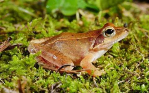 一个国际研究团队已经确定并描述了两种新的蛙类