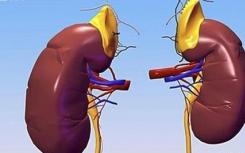 研究发现了一种测量肾功能的新颖而实用的方法