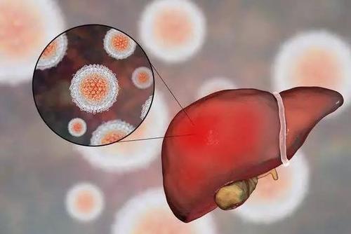 人体肝脏阶段疟疾体外试验的主要增强