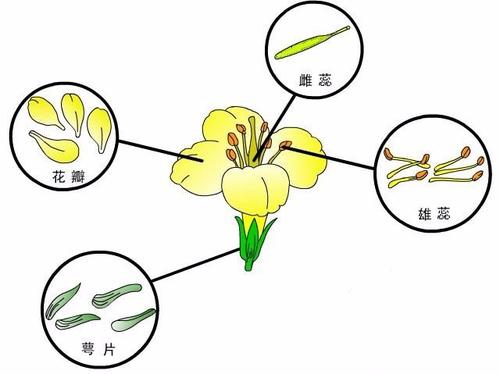 为什么光合作用对某些植物比其他植物更好