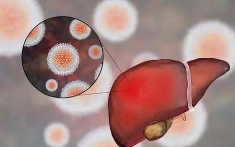 人体肝脏阶段疟疾体外试验的主要增强