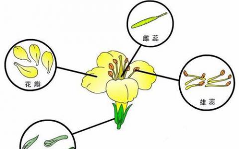 为什么光合作用对某些植物比其他植物更好