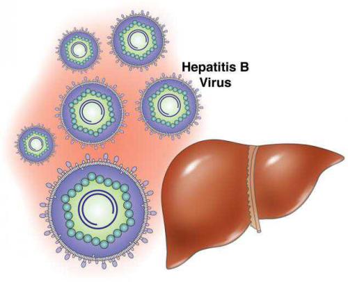 敏感的新试验检测单个肝细胞和血清中的乙型肝炎感染