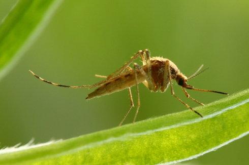 诱捕雌性蚊子有助于抑制基孔肯雅病毒