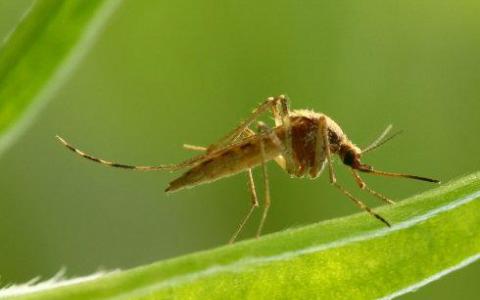诱捕雌性蚊子有助于抑制基孔肯雅病毒