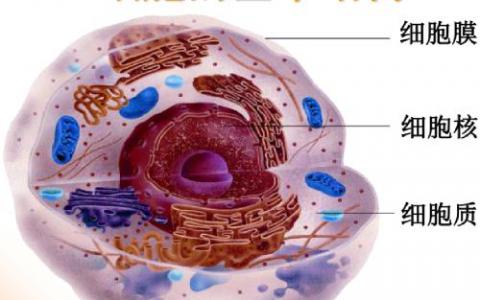 对细胞膜的新见解可以改善药物测试和设计