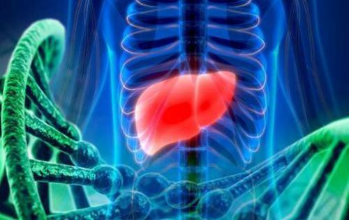 新兴药物可以帮助治疗常见的肝脏疾病