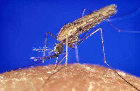 疟蚊中杀虫剂抗性发展的拷贝数变异