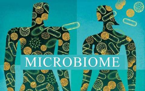 小鼠遗传学比环境更影响微生物组