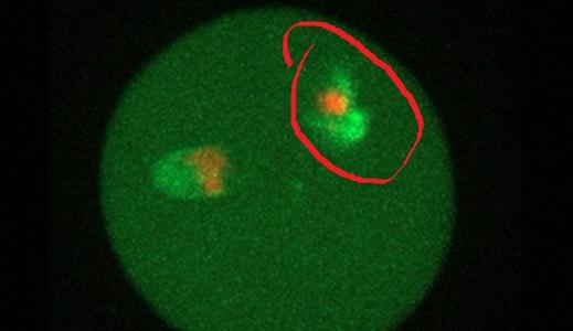 研究人员复活毛茸茸的猛犸细胞核