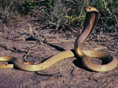 科学家在非洲发现新的细剑蛇种