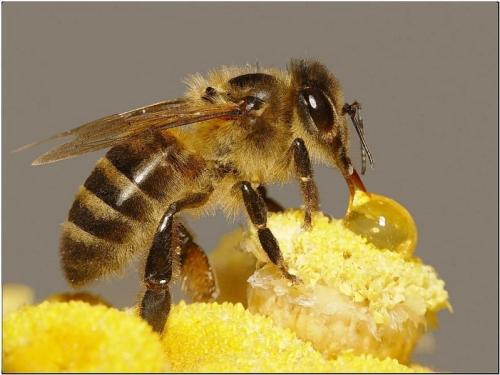 世界上最大的蜜蜂在印度尼西亚重新发现