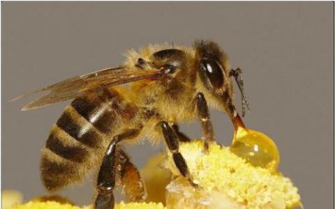 世界上最大的蜜蜂在印度尼西亚重新发现