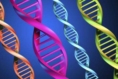 研究表明线粒体DNA可以通过父亲传播