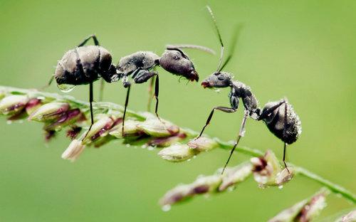 神经递质多巴胺使收割机蚂蚁更具生产力