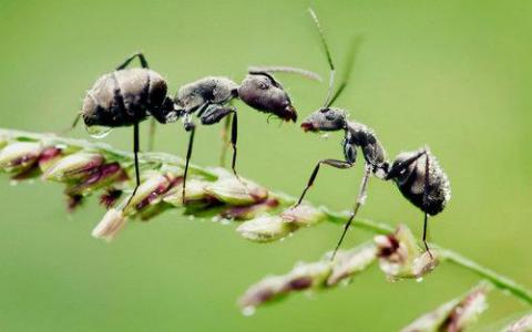 神经递质多巴胺使收割机蚂蚁更具生产力