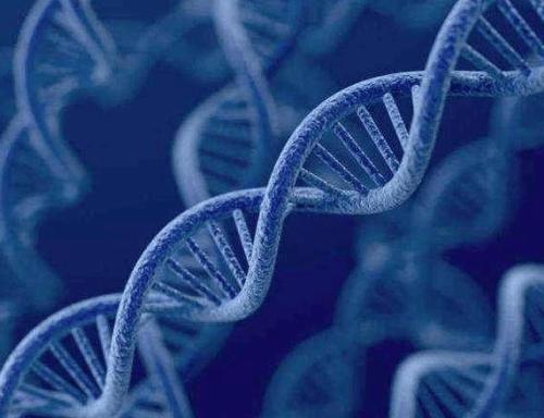 新研究探讨了环状Rep编码单链DNA病毒的进化动力学