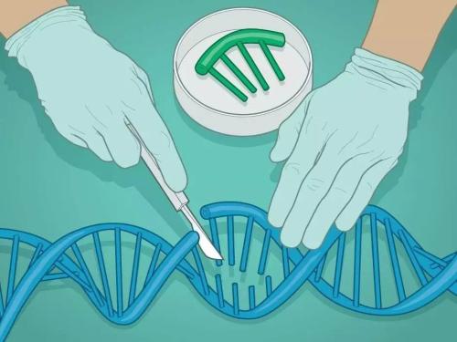 科学家使用CRISPR和抗病毒治疗来消除小鼠基因组中的HIV-1 DNA