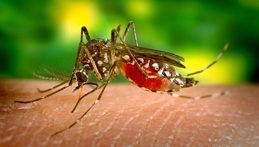 大部分疟疾病例由恶性疟原虫通过蚊虫叮咬传播