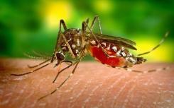 大部分疟疾病例由恶性疟原虫通过蚊虫叮咬传播